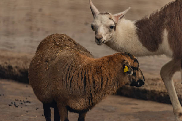 istock Lama and sheep with hay on back and gray background 1182280688