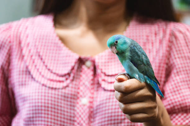 istock Forpus parrot bird on woman hand 1182280741
