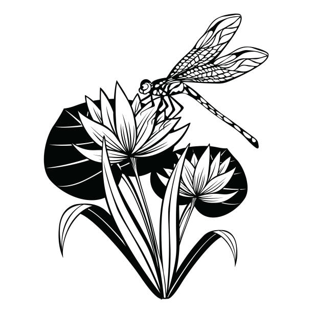 Lotus flower Lotus flower vector illustration turkey tattoo stock illustrations