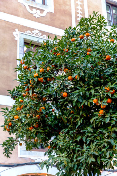 istock Tangerines grow on a tree in the city 1182283050
