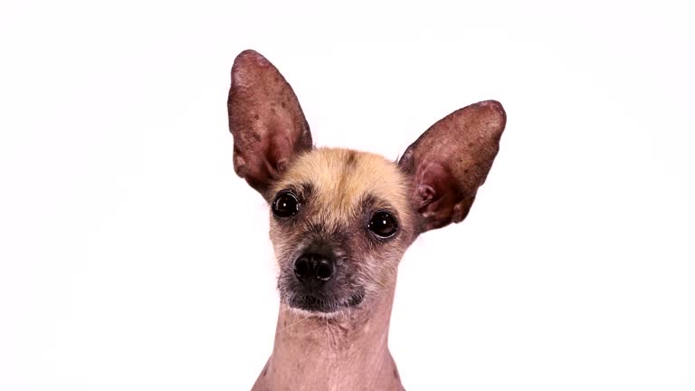 Portrait of a purebred Xoloitzcuintli dog