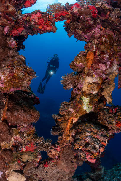 istock Shipwreck IRO and diver - Palau, Micronesia 1182283691