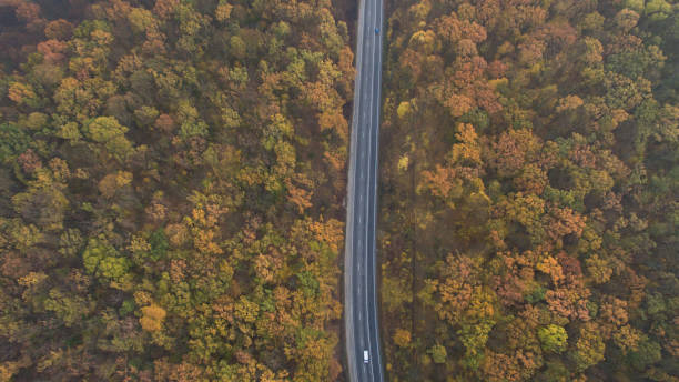 istock Autumn forest aerial view at sunset. 1182284893