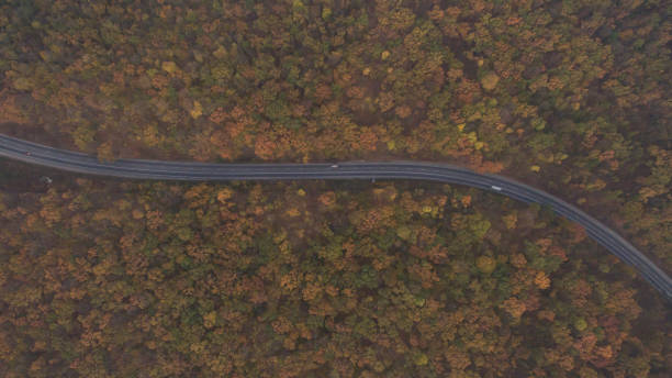 istock Autumn forest aerial view at sunset. 1182285028