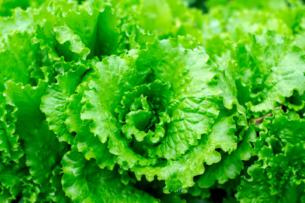 istock Lettuce salad leaf background. Fresh batavia salad. Top view whole lettuce leaf growth on organic farm ground bed. Young green lettuce crop in garden soil for spring leaf salad. Raw vegetarian lettuce 1182285090