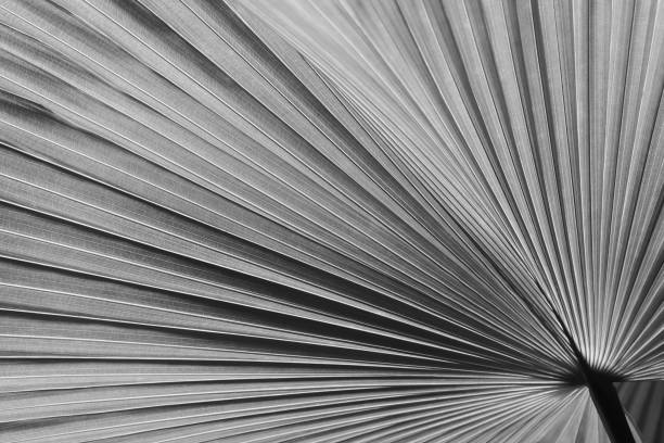 istock Exotic Tropical Palm Leaf Foliage in Black & White 1182285095