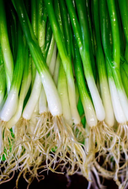 istock Green onions with roots. Spring onion on cutting board, looking from above. 1182285121