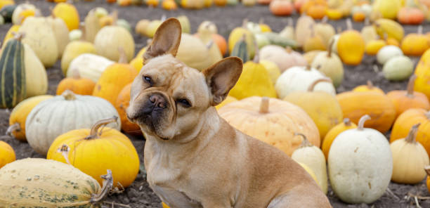 istock French Bulldog posing in front of Pumpkin Patch. 1182285169