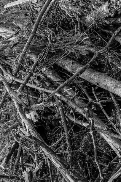 branches spruce bunch after a hurricane windbreak, gray background broken trees blocking paths branches spruce bunch after a hurricane windbreak, gray background broken trees blocking paths pileup stock pictures, royalty-free photos & images