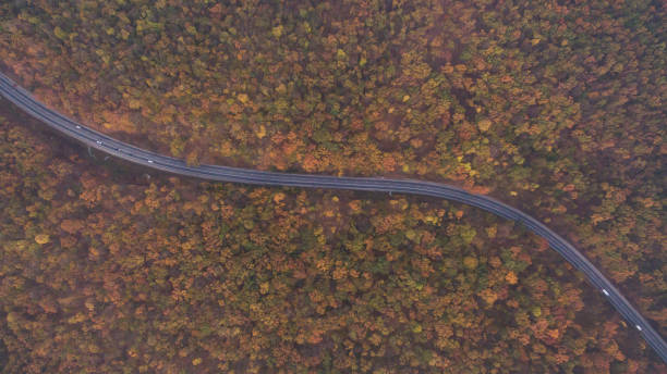 istock Autumn forest aerial view at sunset. 1182286668