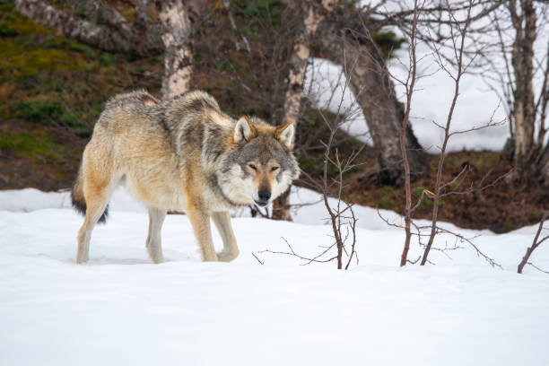 istock a lone wolf in the winter time 1182286781