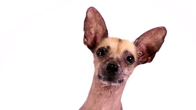 Xoloitzcuintli dog portrait on white background