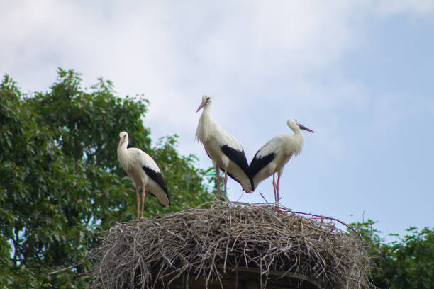 istock Three storks in a nest in the Netherlands watching out blue sky background 1182287114