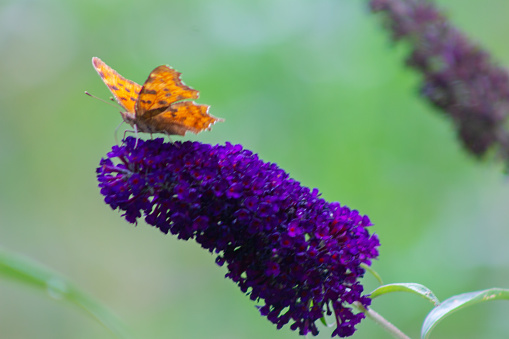 Beautiful butterfly in a lavender field, close-up, selective focus.