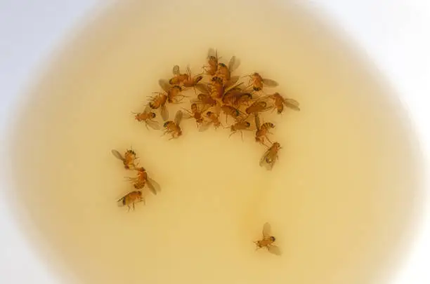 View from above on dead fruit flies in a small white ceramic bowl