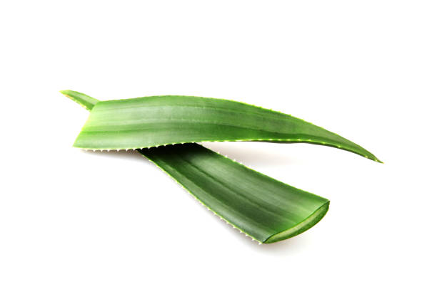Aloe Vera On White Background Aloe Vera On White Background medicine and science drop close up studio shot stock pictures, royalty-free photos & images