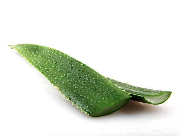 istock Aloe Vera On White Background 1182288650