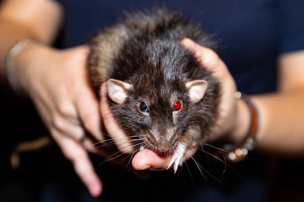 Angry Black Rat Fluffy With Bright Red Eyes Sitting In His Hands Waiting For A Visit To The Wind Looks Scared Stock Photo - Download Image Now - iStock Angry Black Rat Fluffy With Bright Red Eyes Sitting In His Hands Waiting For A Visit To The Wind Looks Scared Stock Photo - Download Image Now - iStock
