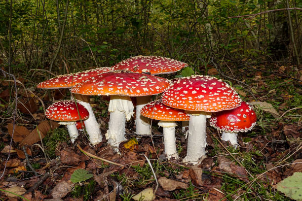 toadstools rouges dans les bois amanita muscaria mouche agaric - mushroom fly agaric mushroom photograph toadstool photos et images de collection