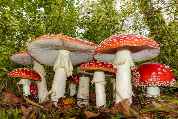 toadstools rouges dans les bois amanita muscaria mouche agaric - mushroom fly agaric mushroom photograph toadstool photos et images de collection