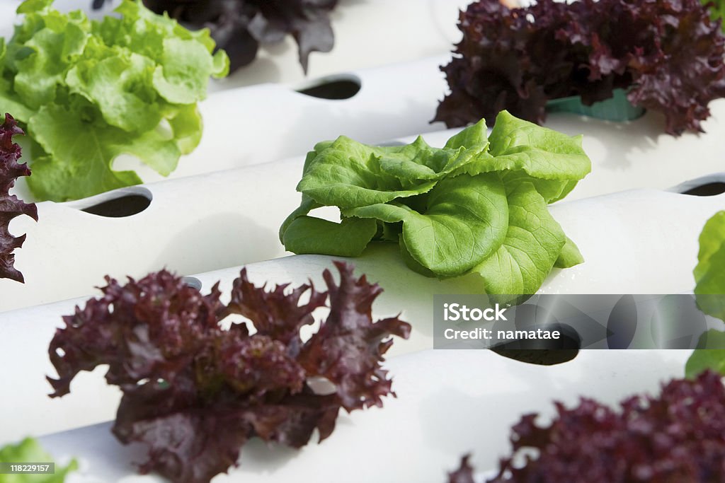 Hydroponic vegetal - Foto de stock de Agricultura libre de derechos