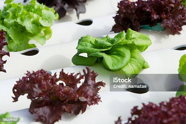 Hydroponic Vegetal Foto de stock y más banco de imágenes de Agricultura - Agricultura, Aire libre, Alimento