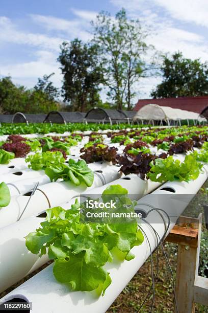 Hydroponic Vegetal Foto de stock y más banco de imágenes de Agricultura - Agricultura, Aire libre, Alimento