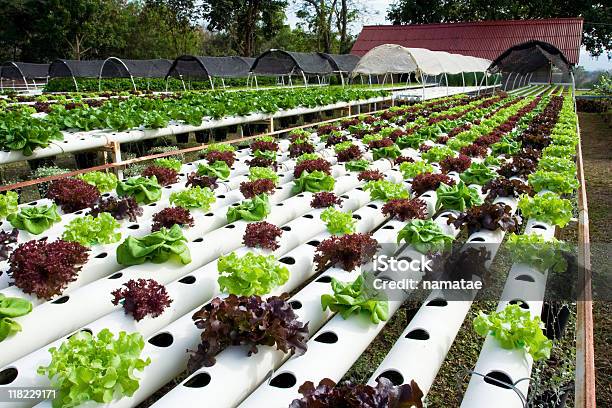 Hydroponic Vegetais - Fotografias de stock e mais imagens de Agricultura - Agricultura, Ao Ar Livre, Botânica - Ciência de plantas