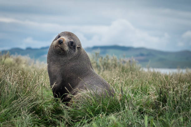 New Zealand Fur Seal stock photo