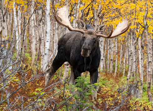 Moose in autumn in Gaspesia, Canada. Mating season, rut.