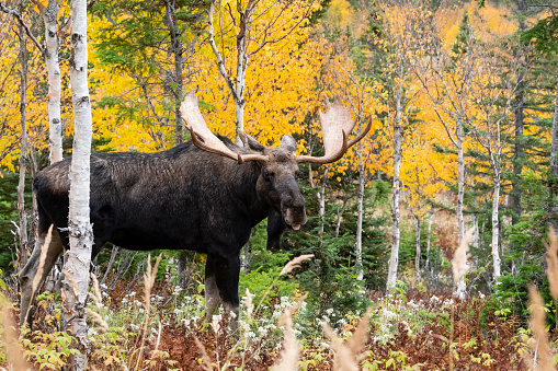Moose in autumn in Gaspesia, Canada. Mating season, rut.