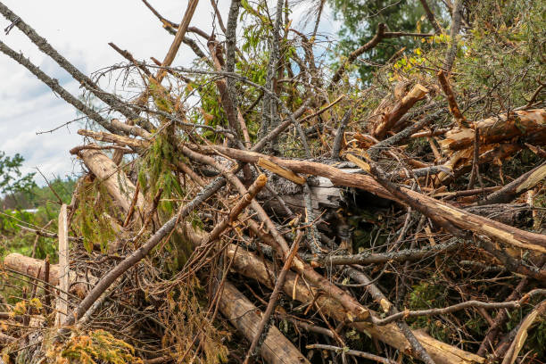 istock windbreak from a past hurricane, a bunch of broken trees and branches lie against the sky 1182293376
