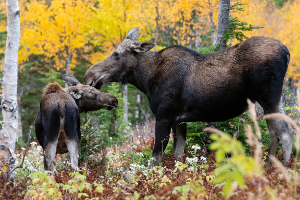 Moose in fall, Alces alces, female with her young hugging
