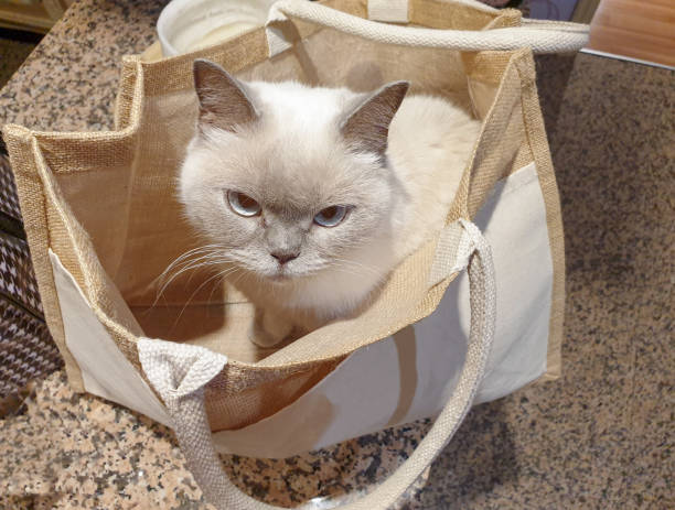 istock White british shorthair cat sitting inside a canvas bag 1182293661