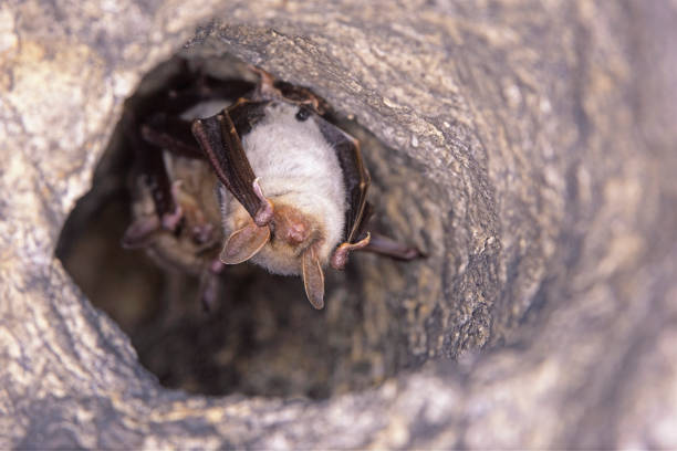 Close up strange animal Greater mouse-eared bat Myotis myotis hanging upside down in the hole of the cave and hibernating. Wildlife photography. Close up two strange animals Greater mouse-eared bats Myotis myotis hanging upside down in the hole of the cave and hibernating. Wildlife photography. mouse eared bat photos stock pictures, royalty-free photos & images