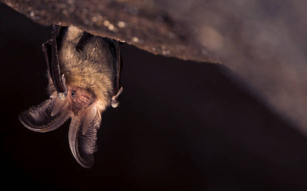 zbliżenie z małym brązowym nietoperzem plecotus auritus wiszącym do góry nogami w ciemnej jaskini przypominającej podobny szary plecotus austriacus. portret dzikich zwierząt w naturalnym środowisku. - wide awake zdjęcia i obrazy z banku zdjęć
