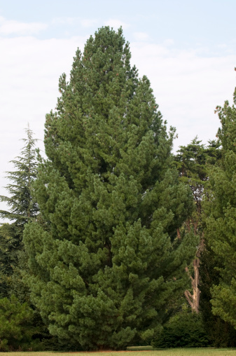 Specimen white pine tree (Pinus strobus) showing growth habit. Kentucky, USA.