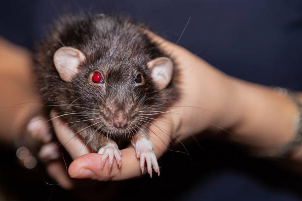 rata negra enojada con un ojo rojo se sienta en las manos sobre un fondo oscuro - 5487 fotografías e imágenes de stock