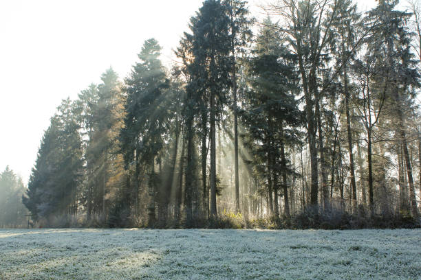 istock Sunrays glowing during sunrise after a foggy night 1182295069