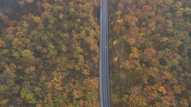 istock Autumn forest aerial view at sunset. 1182295093