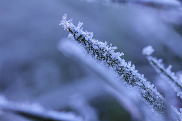 istock Ice crystals on grass in the morning after a cold night 1182295735