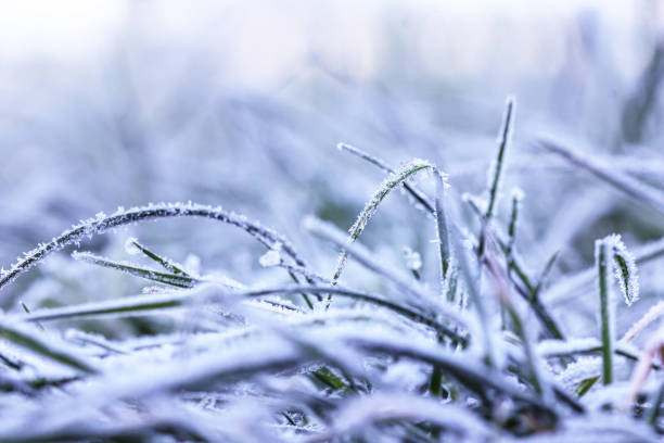 istock Ice crystals on grass in the morning after a cold night 1182297063