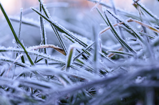 Ice crystals on grass in the morning after a cold night