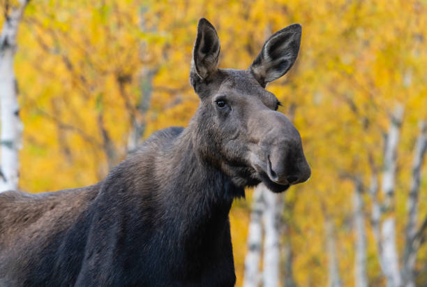 Cow moose in fall, Alces alces, close-up of a female head Moose in autumn in Gaspesia, Canada. Mating season, rut. cow moose stock pictures, royalty-free photos & images