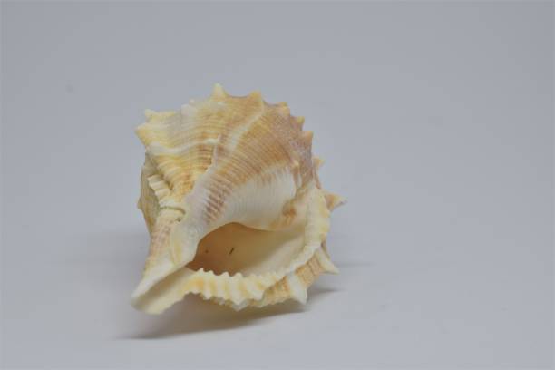 istock Side view of Triton small seashell conch on white background 1182298246