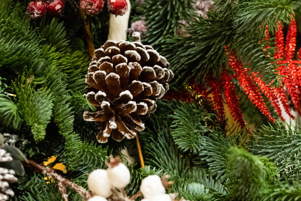 istock brown cone cedar closeup fluffy green flora design winter background base 1182298284