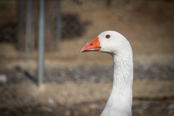 Head of a goose stock photo