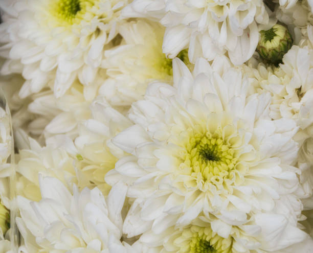 istock White dahlia blossom flower beautiful close-up full frame high-resolution 1182300171