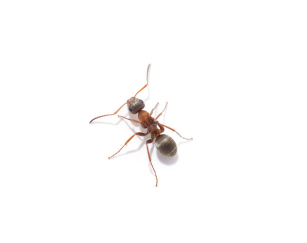 One little ant. One little ant isolated on a white background. ant photos stock pictures, royalty-free photos & images