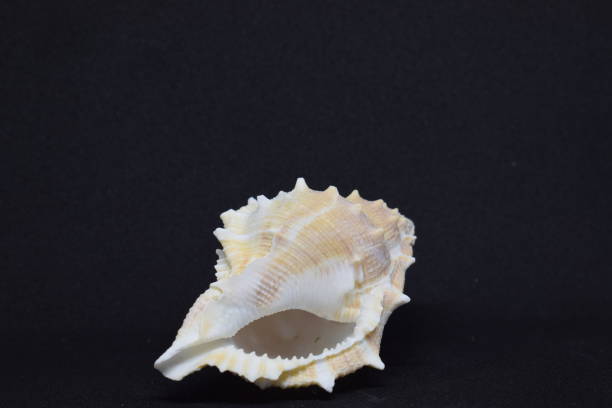 istock Side view of Triton small seashell conch on black background 1182300307